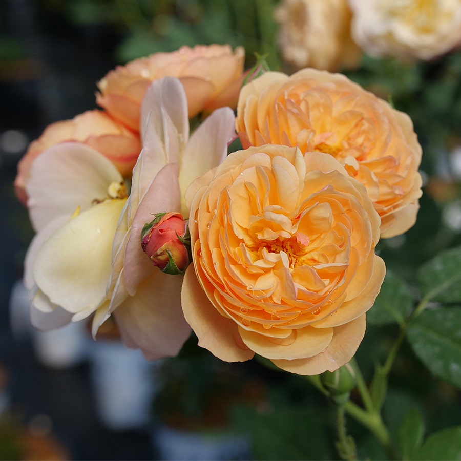 Rosa Flavorette™ Honey-Apricot Rose