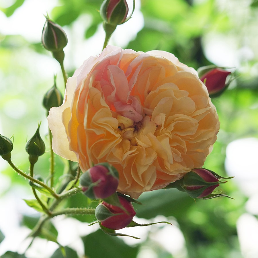Rosa Flavorette™ Honey-Apricot Rose