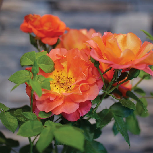 Rosa Rise Up Emberays™ Climbing Rose