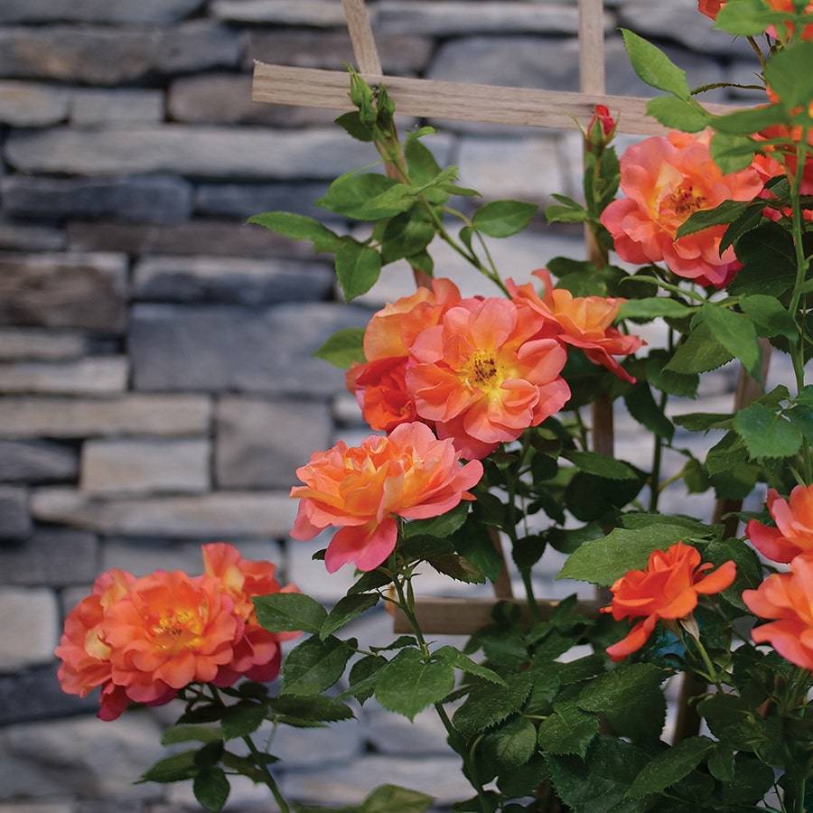 Rosa Rise Up Emberays™ Climbing Rose