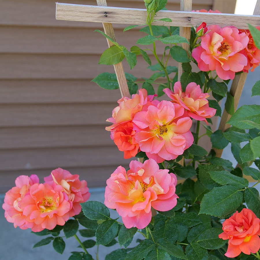 Rosa Rise Up Emberays™ Climbing Rose