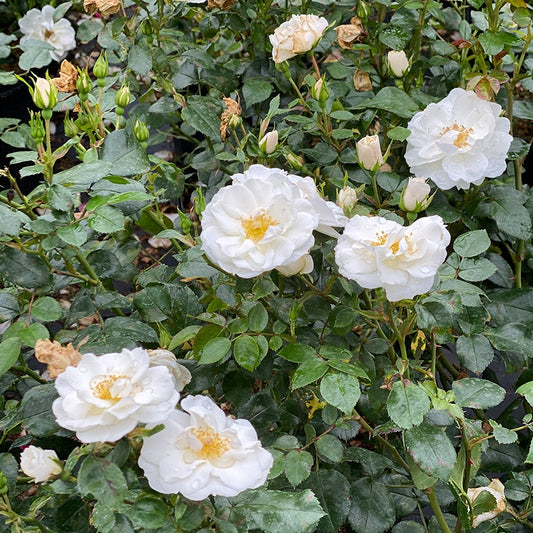 Rosa Oso Easy Ice Bay™ Rose