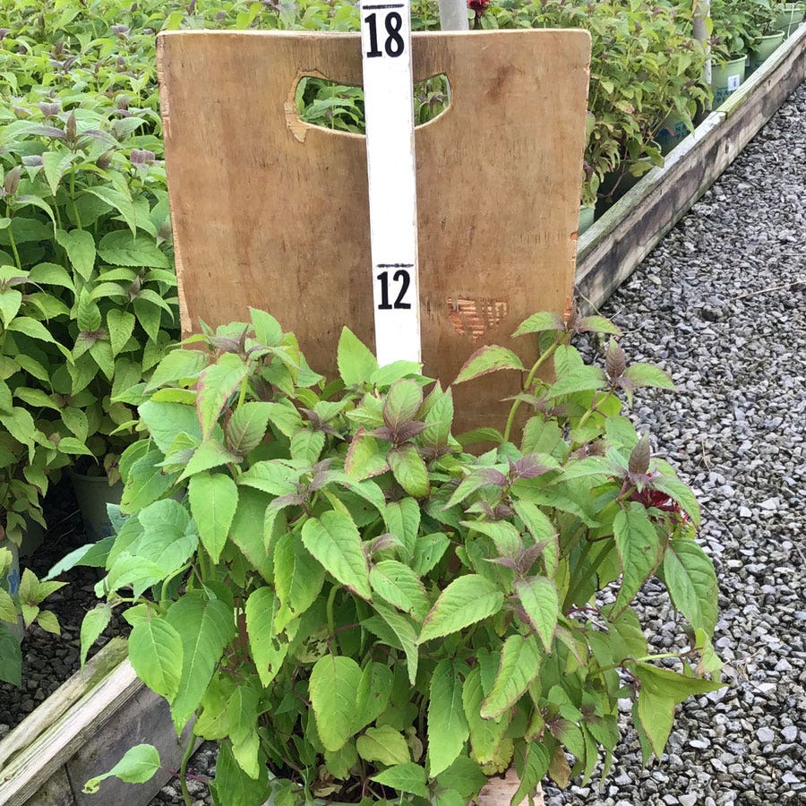 Monarda 'Jacob Cline'