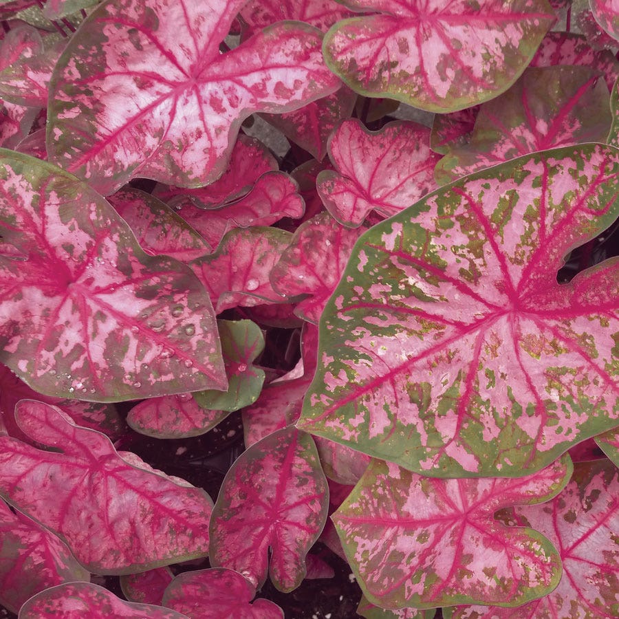 Caladium Pink Beauty Bulbs