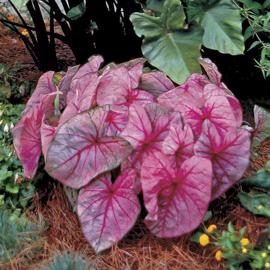 Caladium Pink Beauty Bulbs