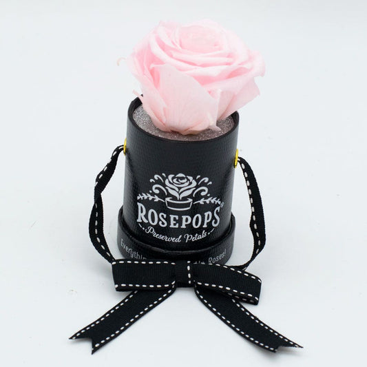 Rosepops™ One Up Cotton Candy Preserved Rose