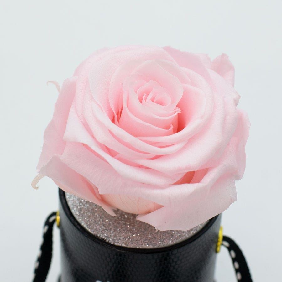 Rosepops™ One Up Cotton Candy Preserved Rose