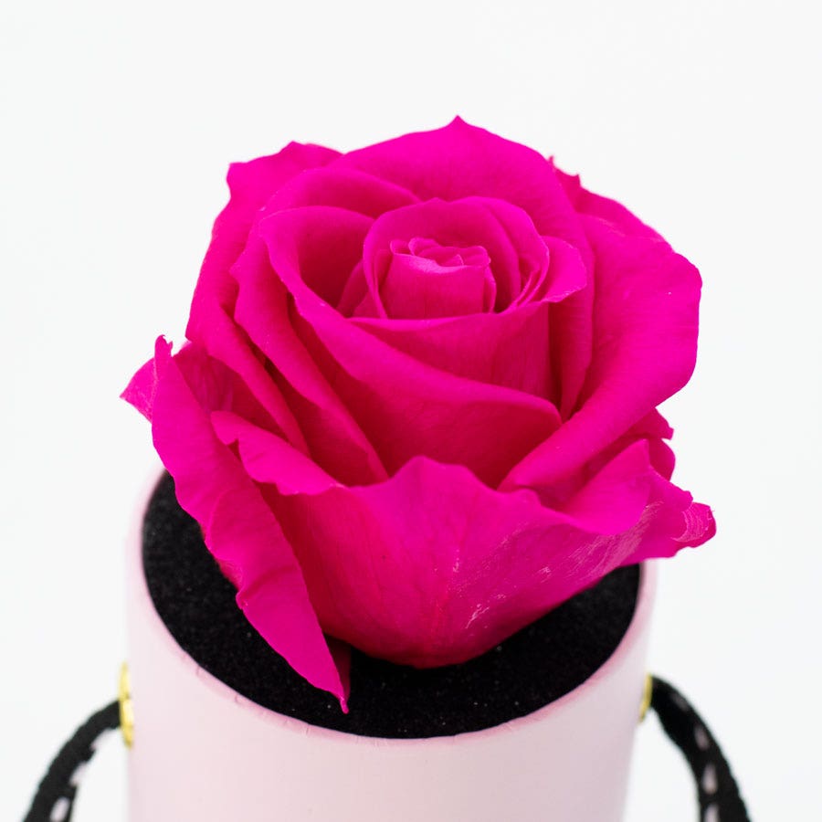 Rosepops™ One Up Raspberry Punch Preserved Rose