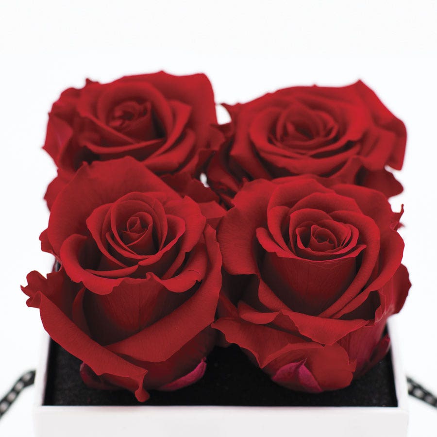 Rosepops™ Fourget Me Not Cherry Crush Preserved Roses