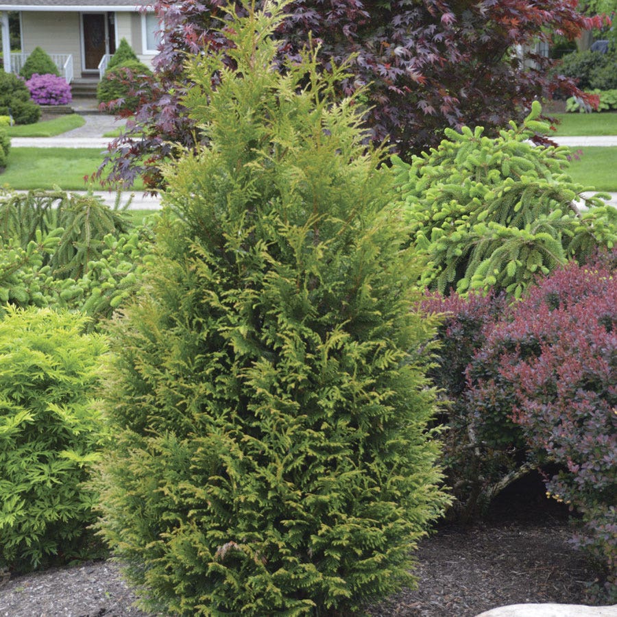 Thuja 'Junior Giant' Arborvitae