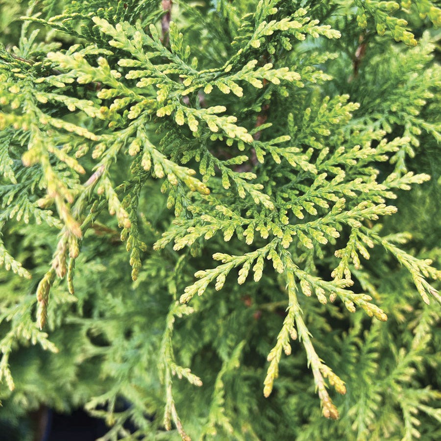 Thuja 'Junior Giant' Arborvitae