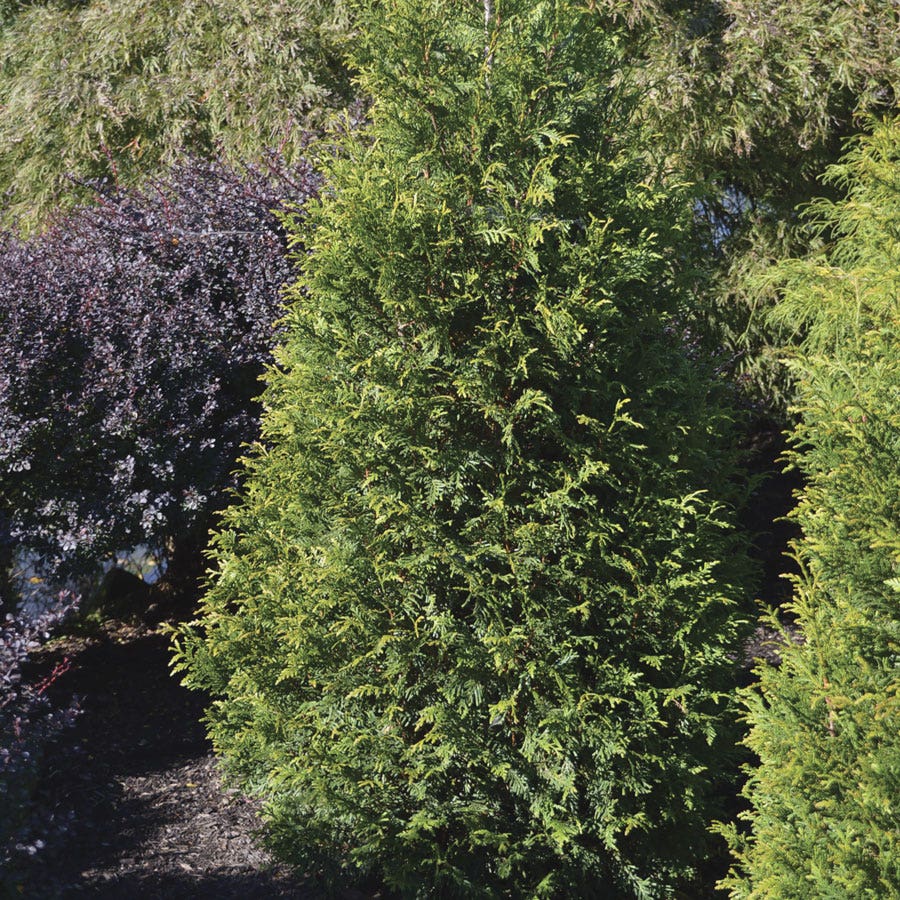 Thuja 'Junior Giant' Arborvitae