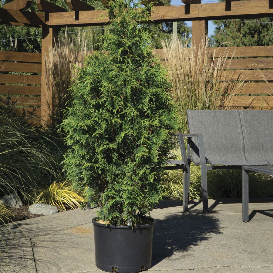 Thuja 'Junior Giant' Arborvitae