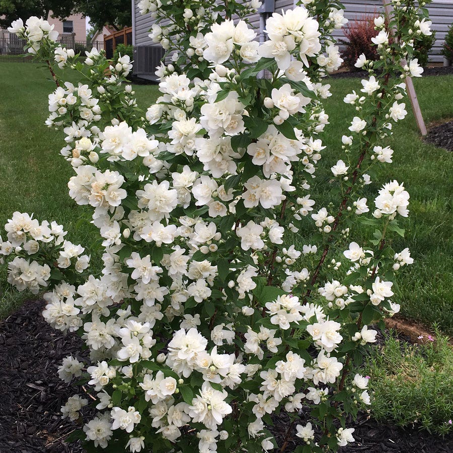Philadelphus Pearls of Perfume Mock Orange