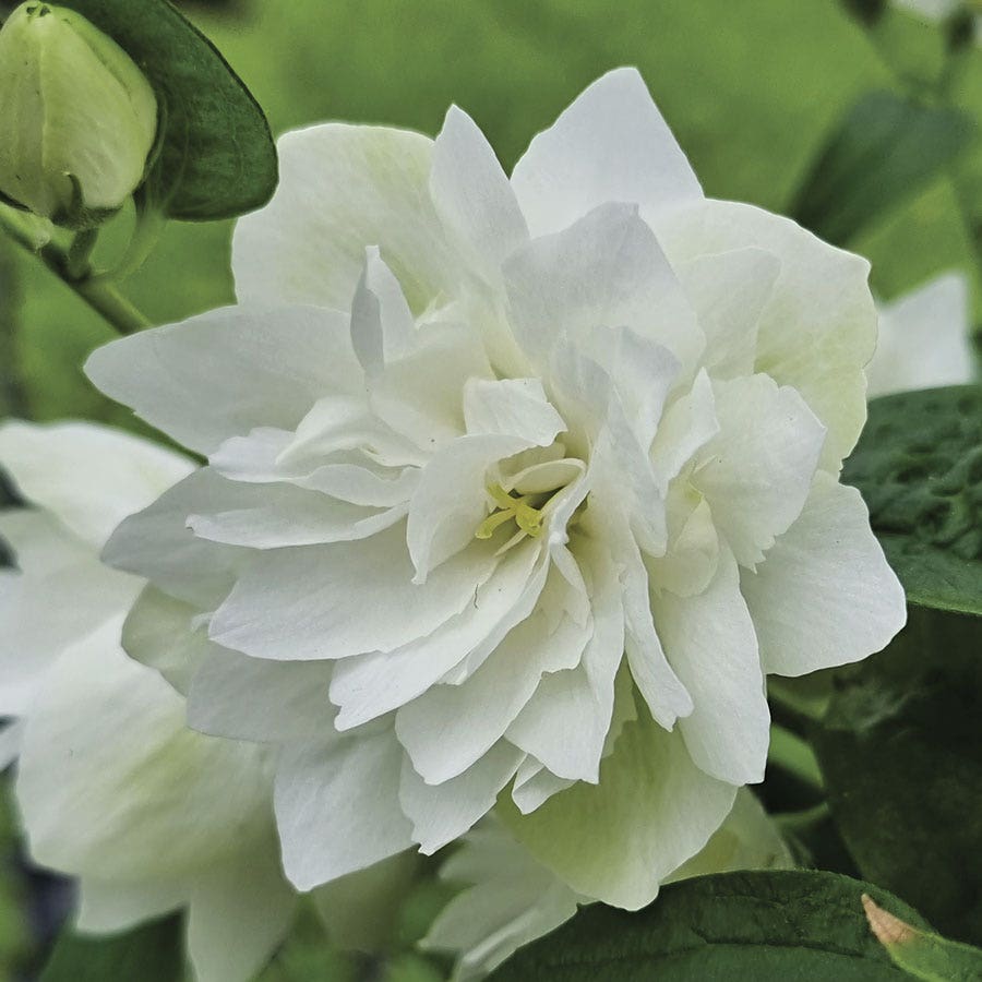 Philadelphus Pearls of Perfume Mock Orange