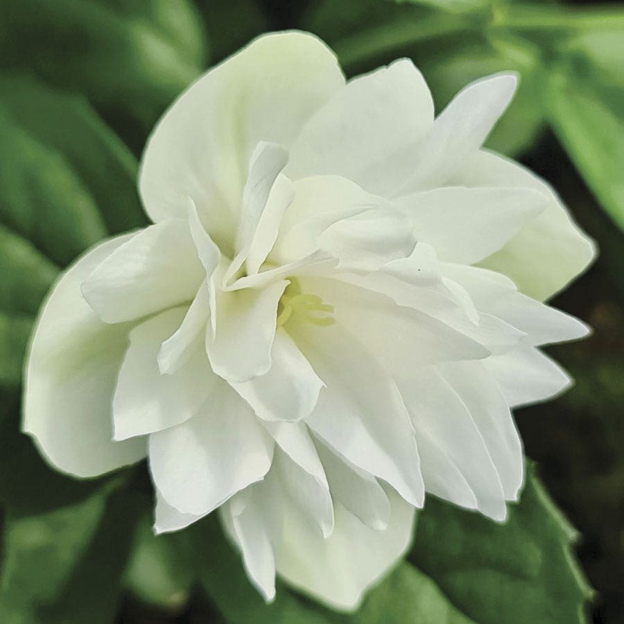 Philadelphus Pearls of Perfume Mock Orange