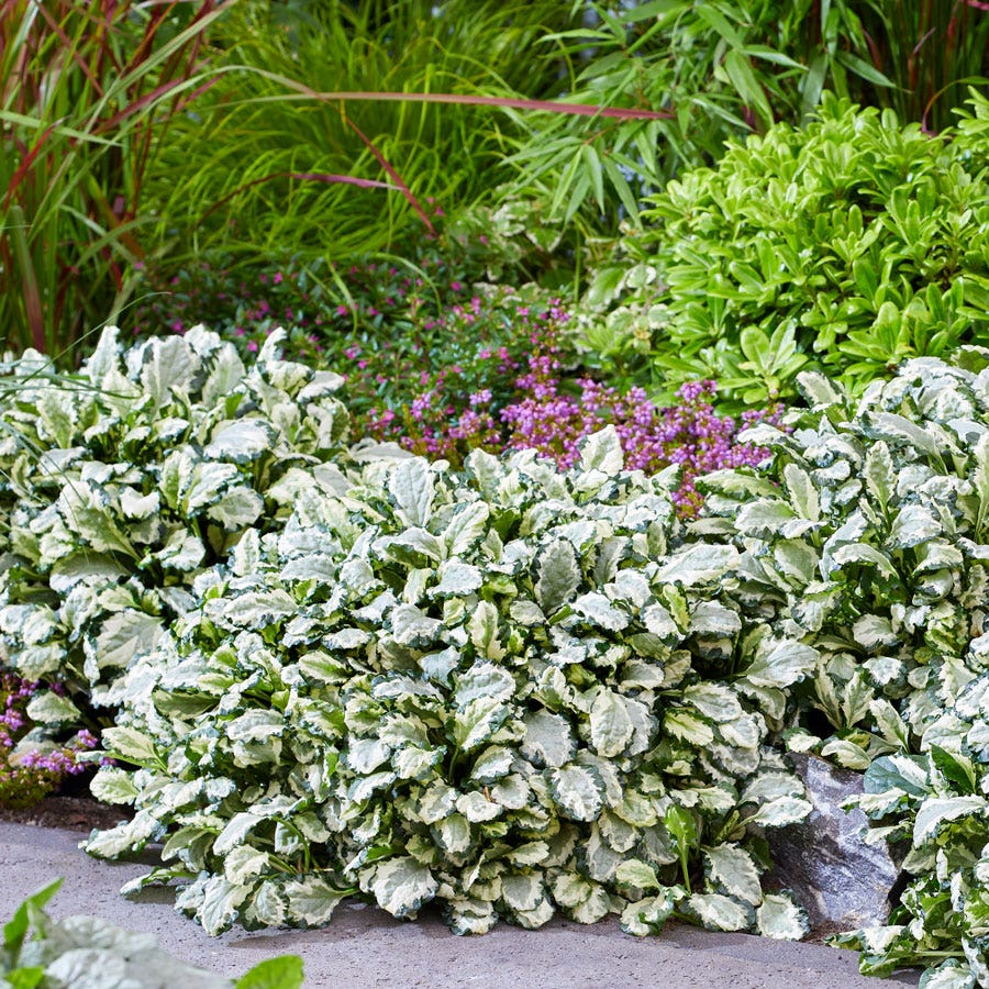 Ajuga Princess Leia