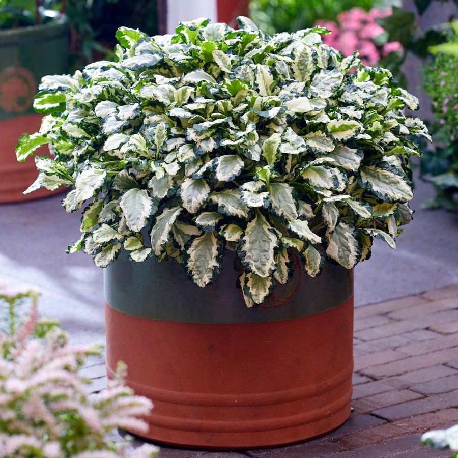 Ajuga Princess Leia