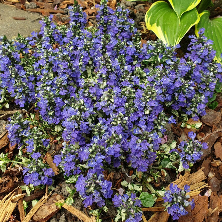 Ajuga Princess Leia