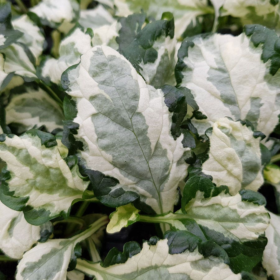 Ajuga Princess Leia