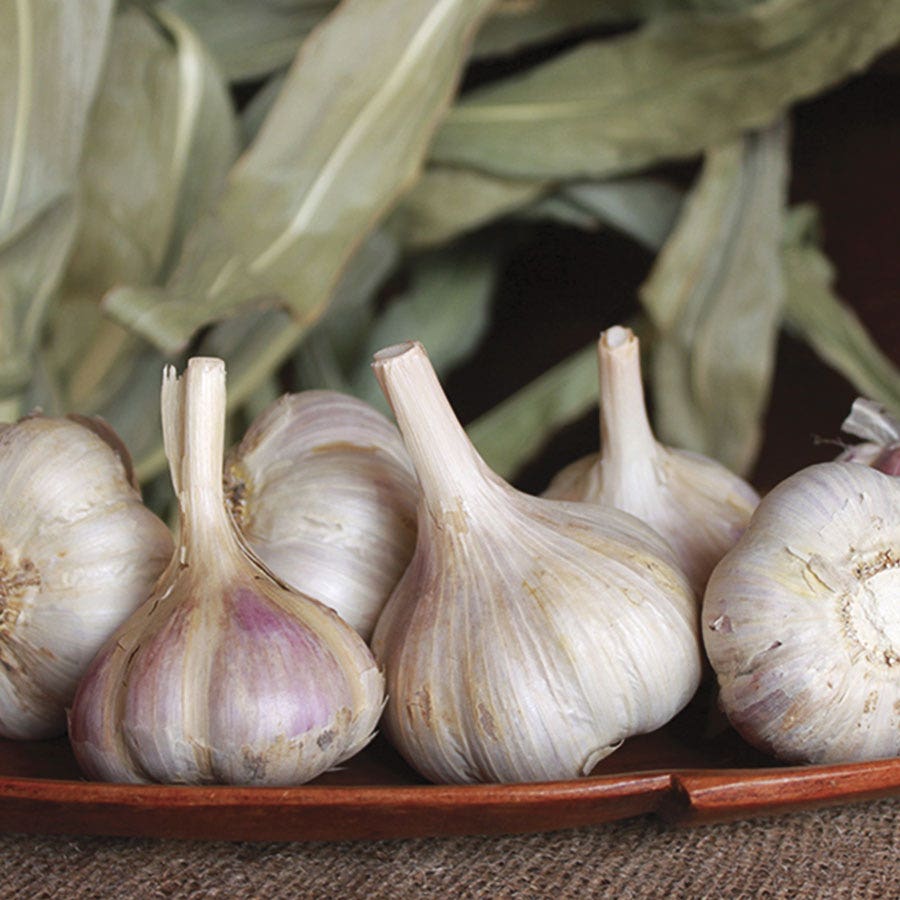 Garlic Musik Organic Bulbs