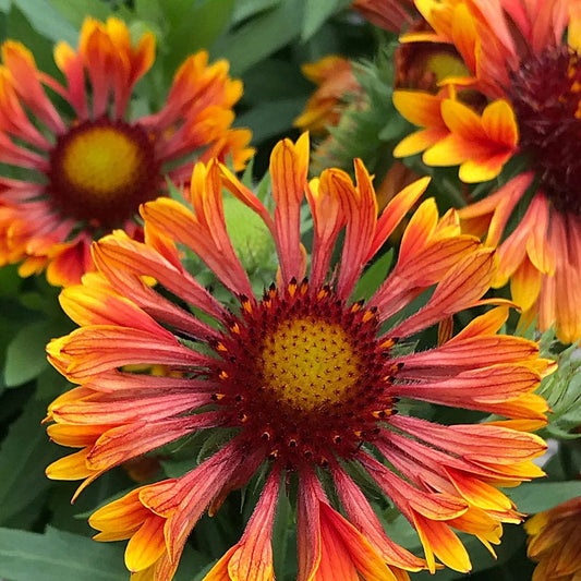Gaillardia Spintop™ Mariachi Copper Sun Improved Blanket Flower