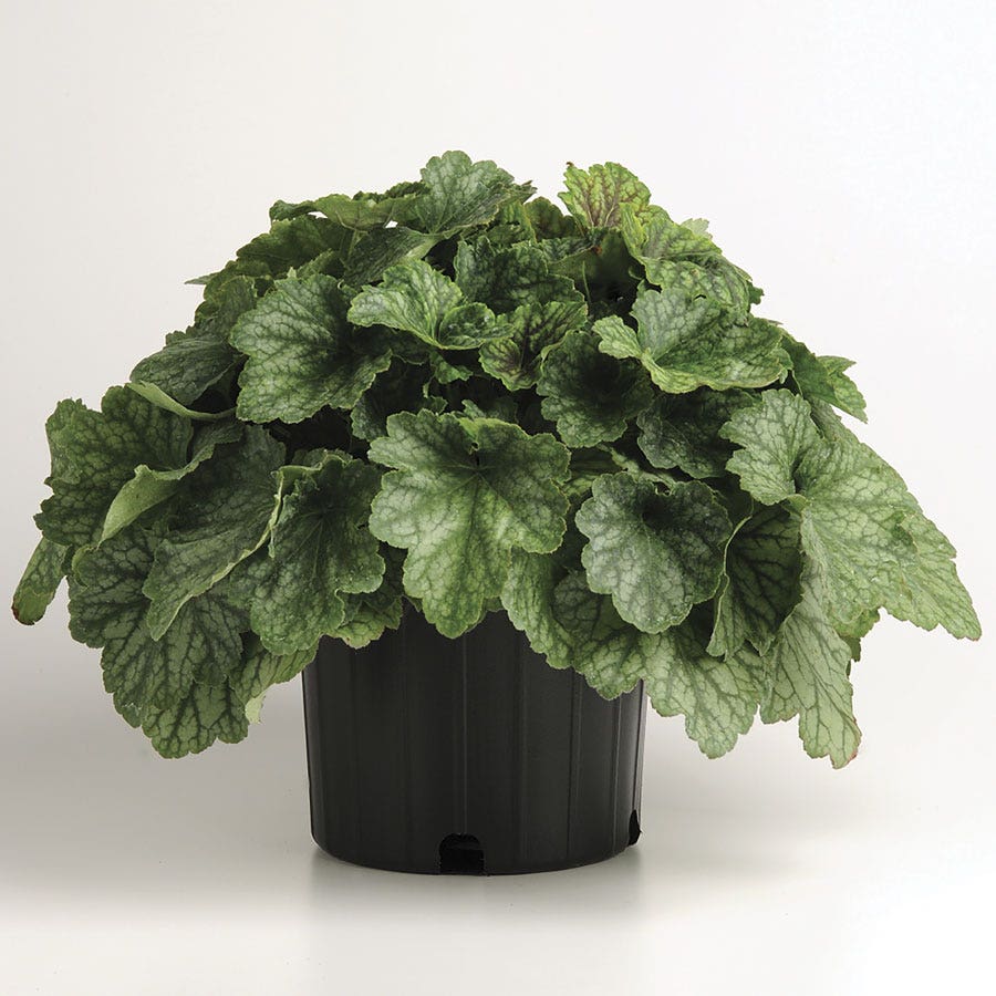Heuchera 'Carnival Cocomint' Coral Bells