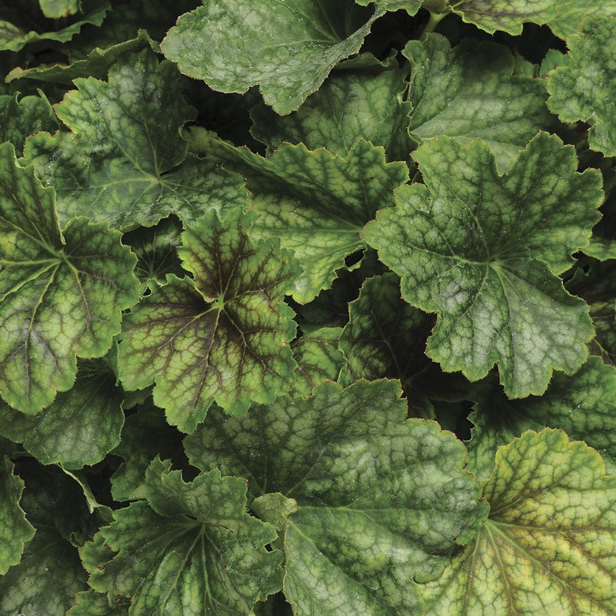 Heuchera 'Carnival Cocomint' Coral Bells