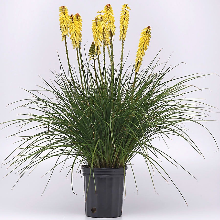Kniphofia Glowstick Red Hot Poker