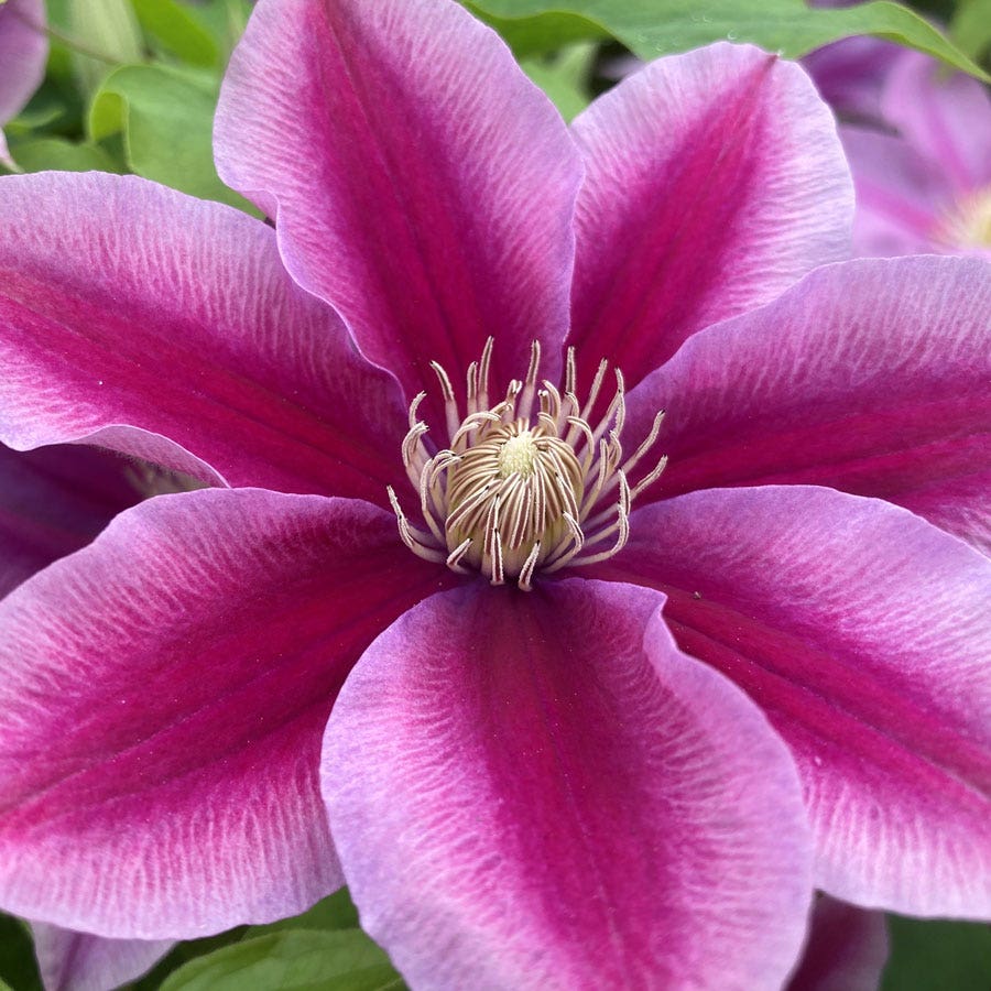 Clematis Boulevard® Poseidon™