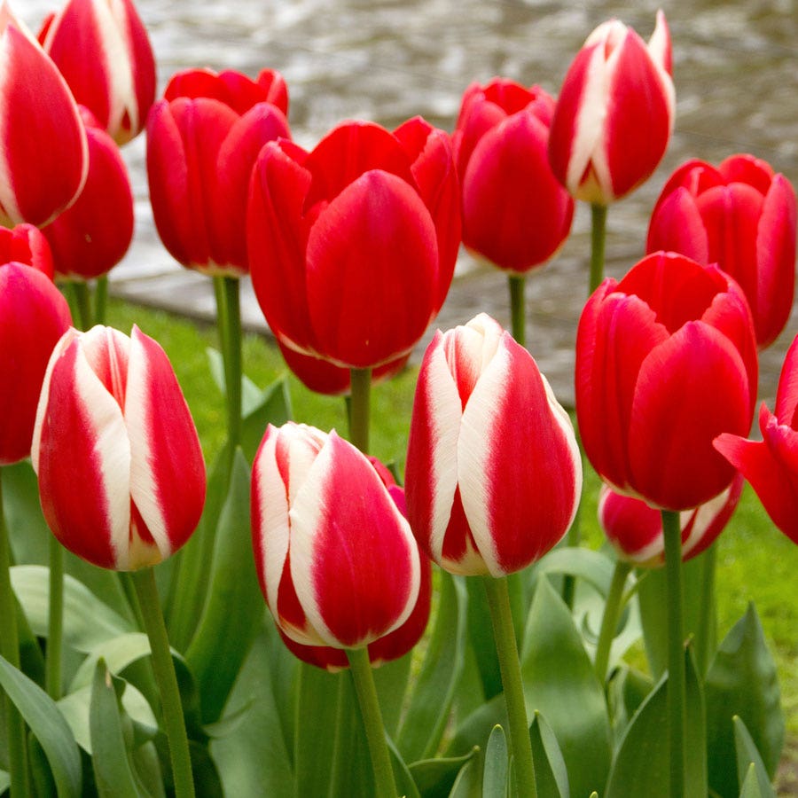 Tulipa Candy Apple Delight Bulbs