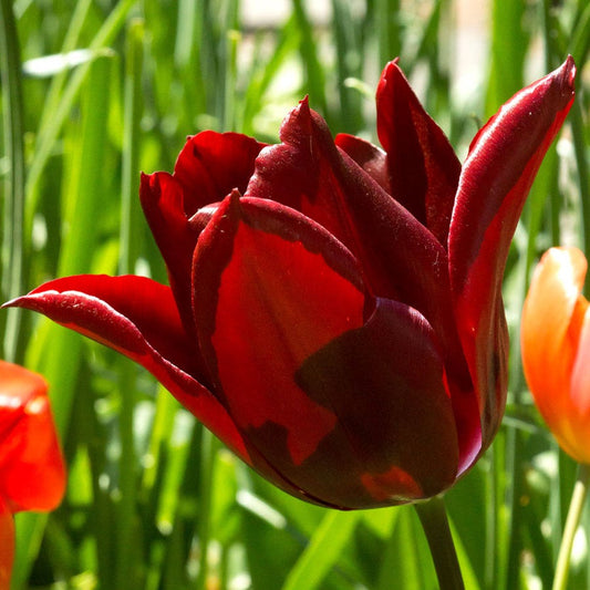 Tulipa Merlot Bulbs