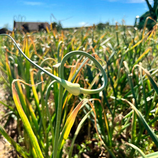 Garlic Inchelium Red Organic Bulbs