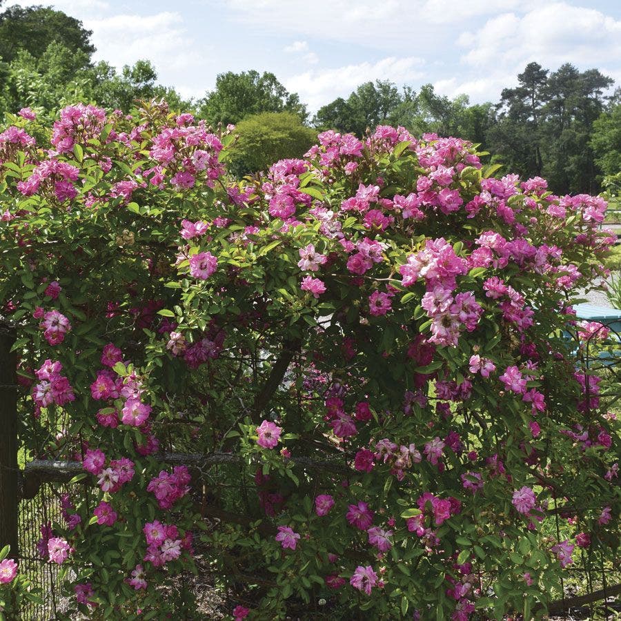 Rosa Peggy Martin