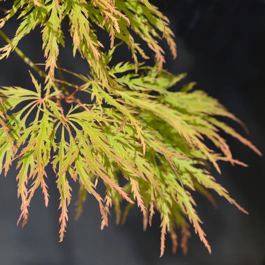 Acer 'Seiryu' Japanese Maple