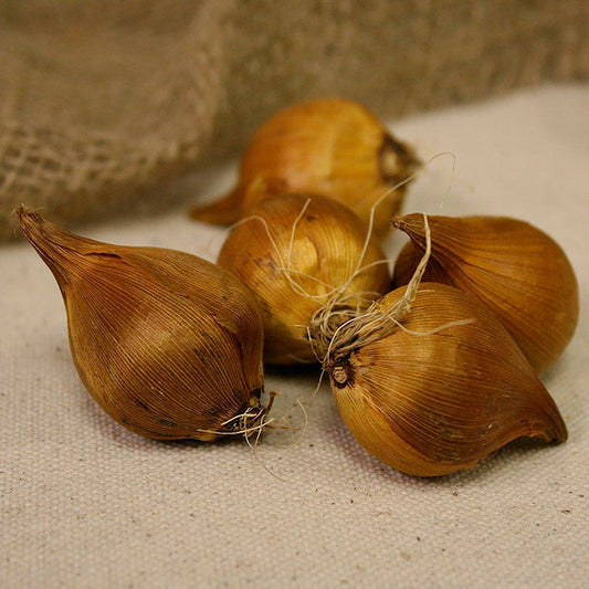 Iris Miss Saigon Dutch Iris Bulbs