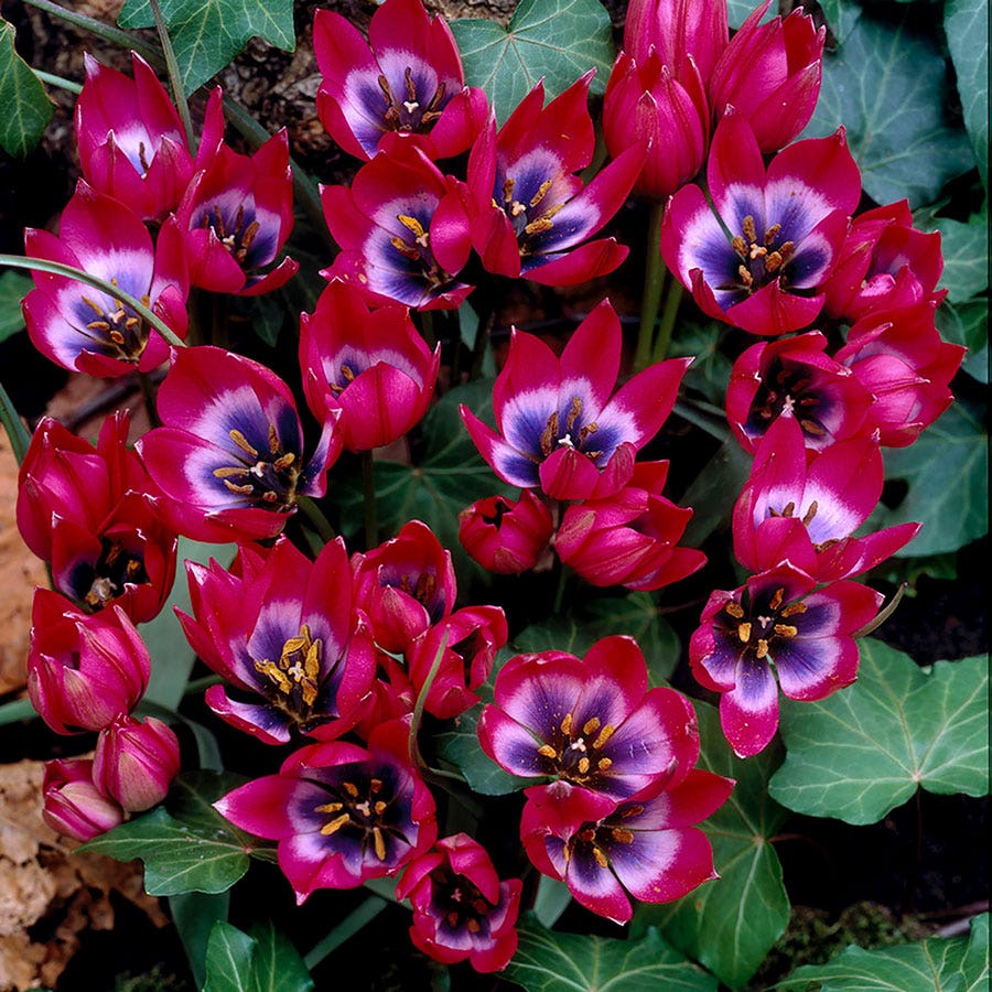 Tulipa Little Beauty Bulbs