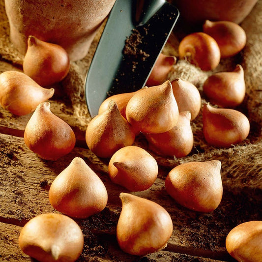 Tulipa Little Beauty Bulbs