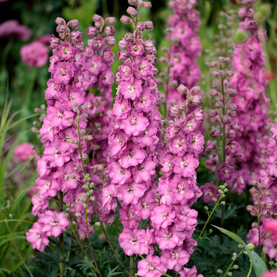 Delphinium Delgenius™ Chantay Larkspur