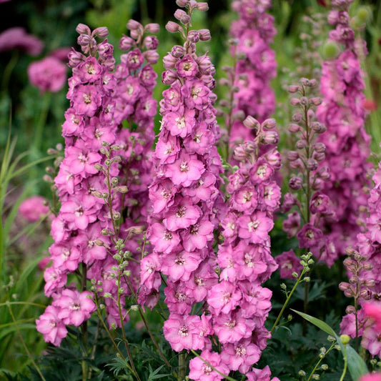 Delphinium Delgenius™ Chantay Larkspur