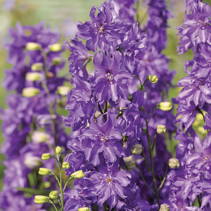 Delphinium Delgenius™ Breezin Larkspur