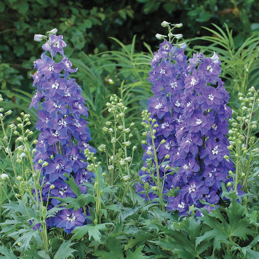 Delphinium Delgenius™ Glitzy Larkspur
