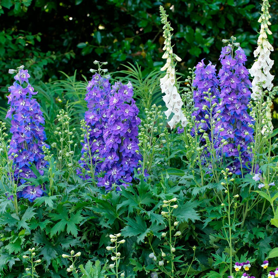 Delphinium Delgenius™ Glitzy Larkspur