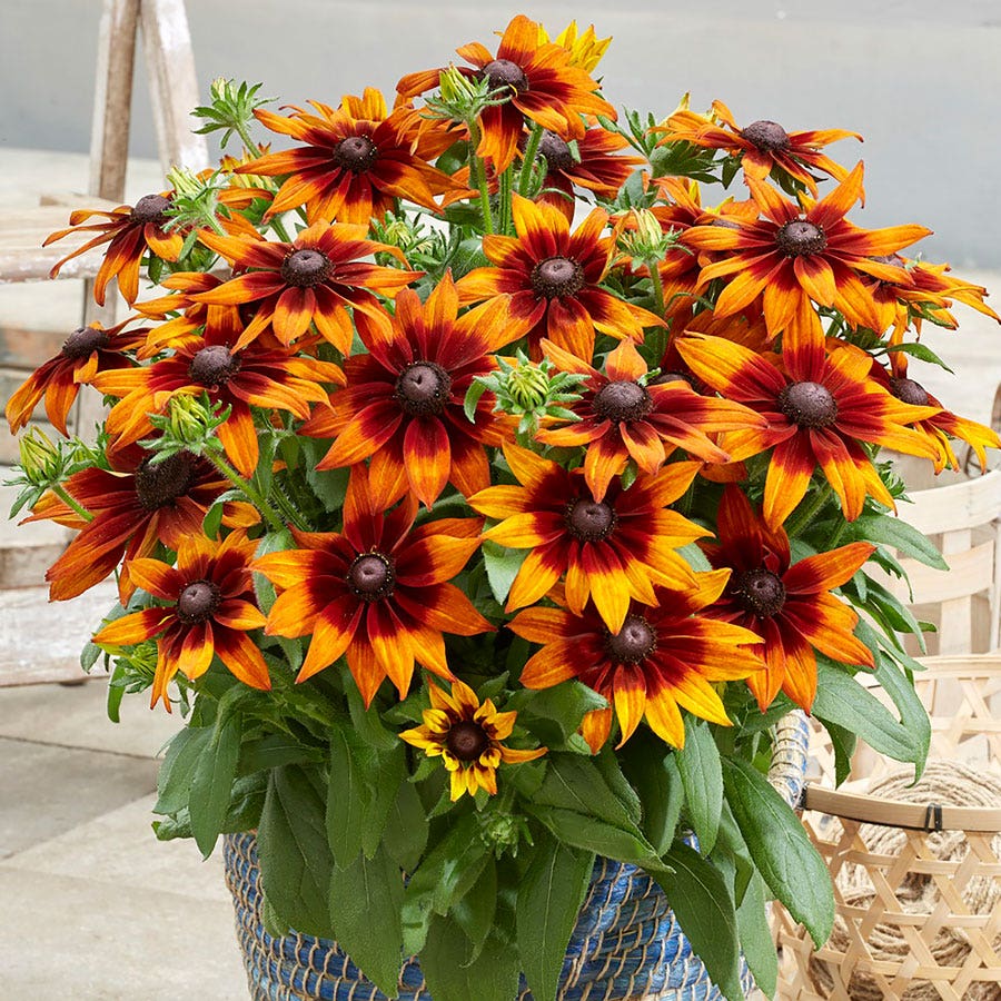Rudbeckia Echibeckia™ Summerina® Sunreef™