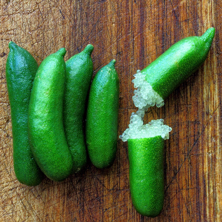 Citrus Australian Finger Lime Tree