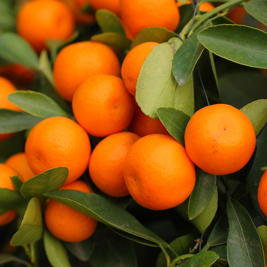 Citrus 'Fukushu' Kumquat Tree