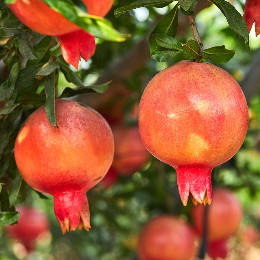 Punica 'Eversweet' Pomegranate