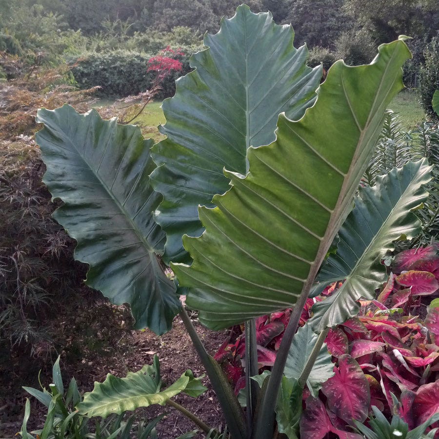 elephant ear type of plants Alocasia 'Portora' Ruffled Upright Elephant Ear Bulb