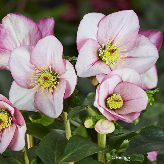 Helleborus HGC® Winter Ballet Liara Hellebore