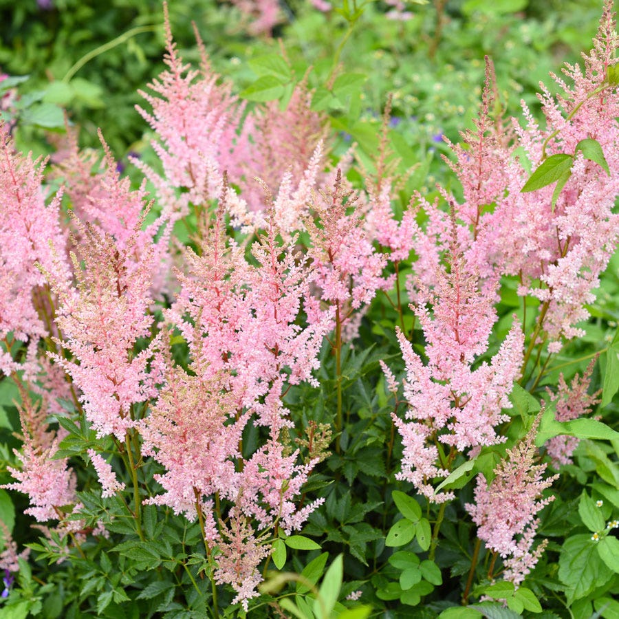 Pink Astilbe Sprite False Spirea Wayside Gardens Pink Astilbe Sprite False Spirea Wayside Gardens